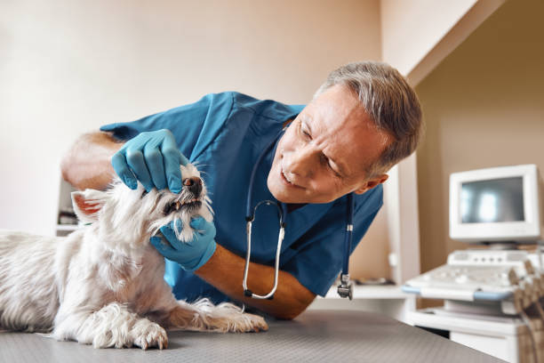 Best Urgent Tooth Repair  in Laguna Park, TX